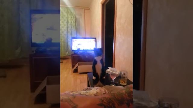 Кот суслик смотреть онлайн