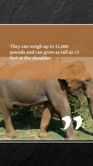 Animal Fact #fact #animal #elephant #short смотреть онлайн