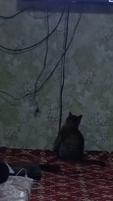 кошка играет смотреть онлайн