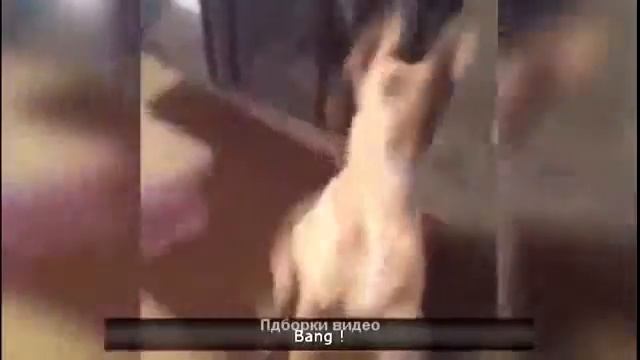 Пушистые приколы2 УВЕЛИЧ свой позитив на 200% просмотрев видео самое интересное в конце смотреть онлайн