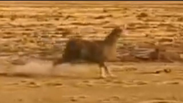 Comprei jurassic word Dominion no camelô por 2,00 $ e veio isso смотреть онлайн