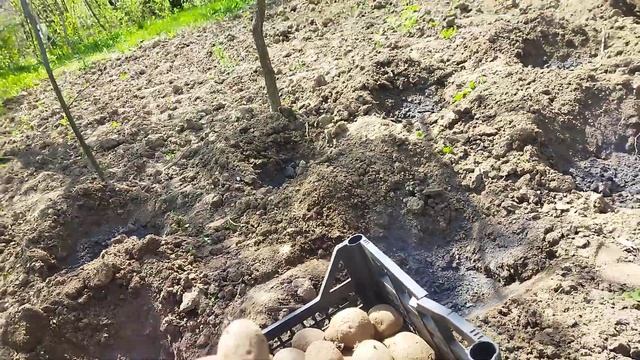 Як посадити картоплю 🥔 правильно, щоб отримати великий урожай 🥔 смотреть онлайн