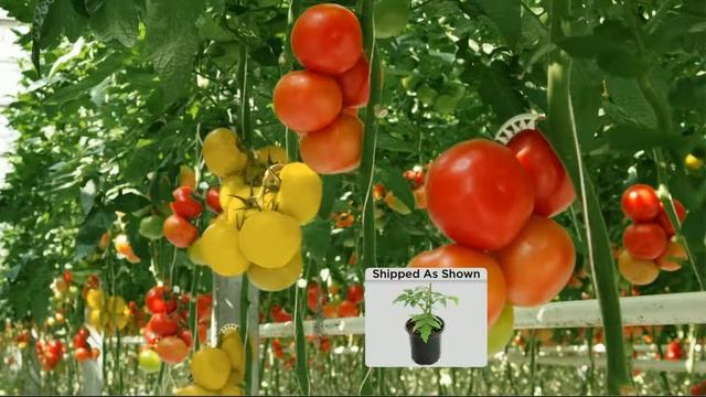 Cottage Farms 2-in-1 Grafted Pork Chop & Carmello Giant Tomato with Dan Hughes смотреть онлайн