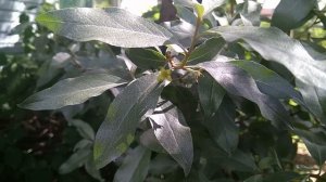 Лох серебристый_ плюсы и один большой минус