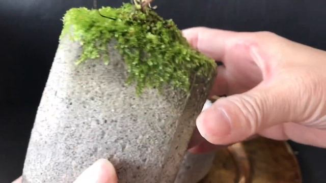 Cement pot and everything 水泥盆的妙用 II Moss Garden by Cherie Chi 2021年1月10日 смотреть онлайн
