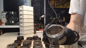 Проверка всхожести семян табака.