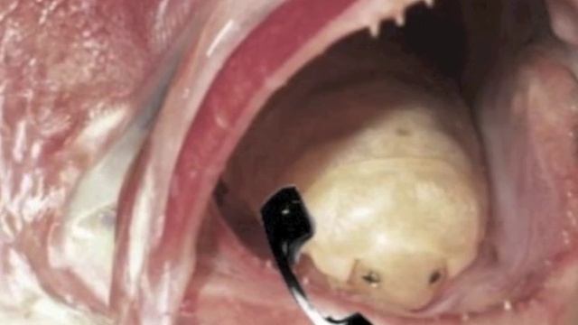 Cymothoa exigua class project смотреть онлайн