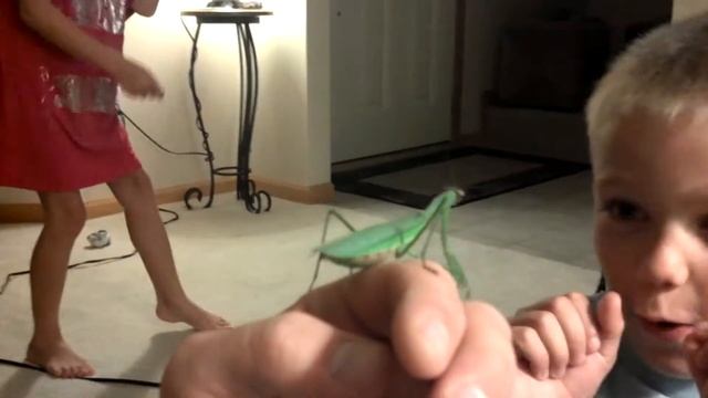 Praying Mantis meets Miniature Dashshund смотреть онлайн