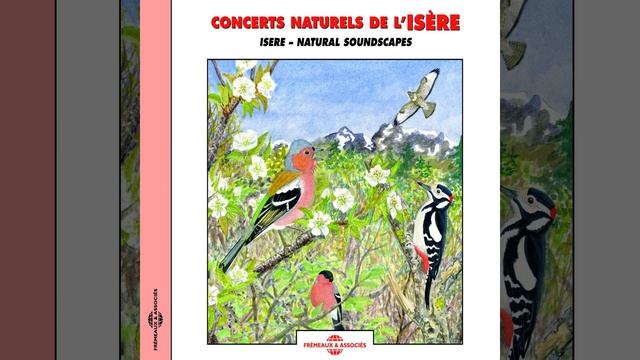 Pipit des Arbres (Tree Pipit) смотреть онлайн