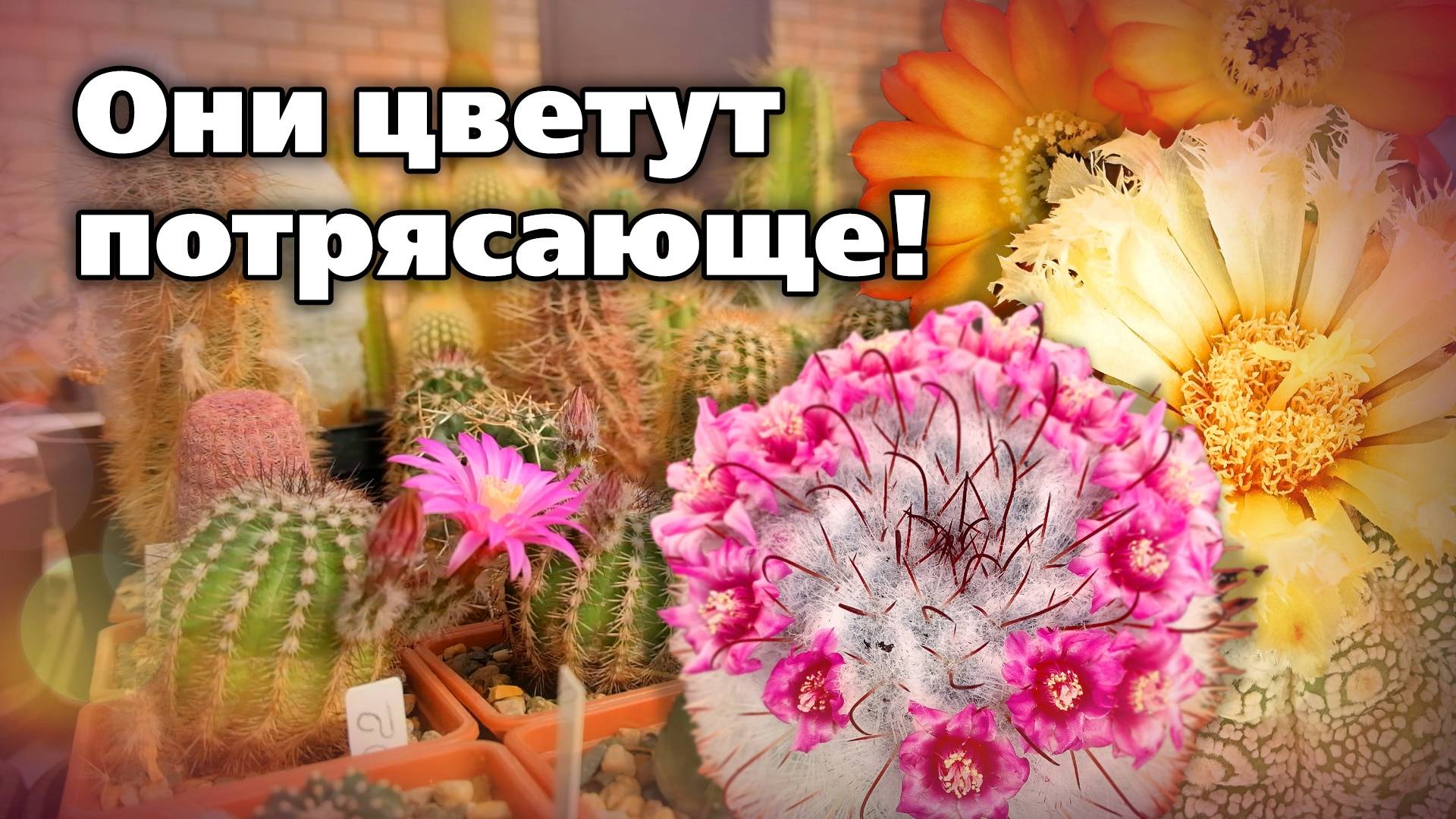 Коллекционные сорта и виды кактусов. Советы по выращиванию смотреть онлайн