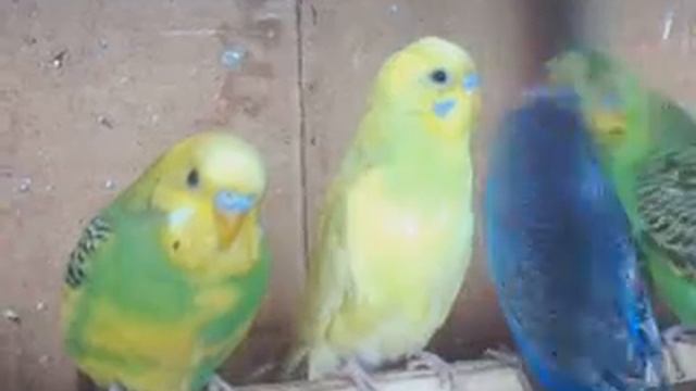 волнистые попугаи узбекистан фергана ч-8 смотреть онлайн