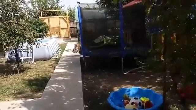 Alertă în București! Un babuin evadat se plimbă nestingherit pe străzile din sectorul 5 смотреть онлайн