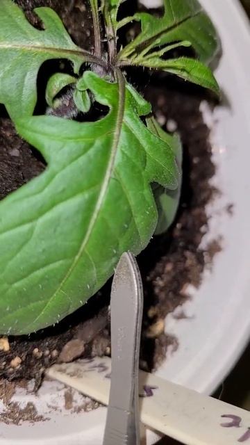 Solanum laciniatum hybrid смотреть онлайн