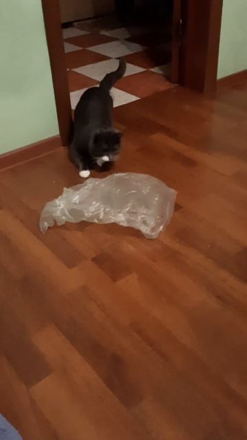 У Кузи новая игрушка 😅👍 смотреть онлайн