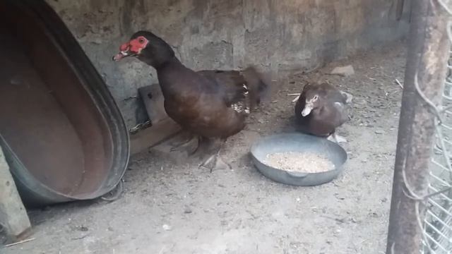 Temiz Krasnadar sortu Ordekler PART 1 смотреть онлайн