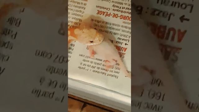 Ma pantherophis obsoletus juvénile qui mange une souris смотреть онлайн