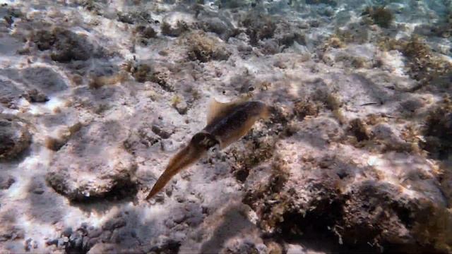Snorkeling at Coe Wood Grand Cayman смотреть онлайн