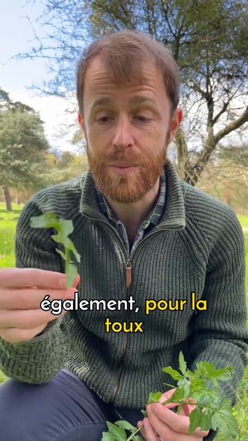 Le bon sysimbre officinal смотреть онлайн