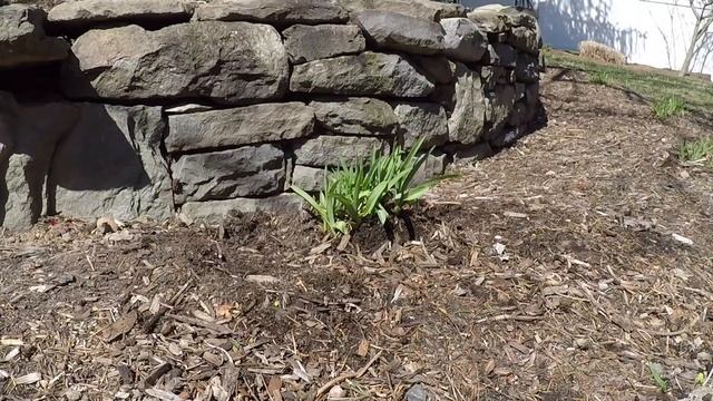 How To Split A Daylily - Garden Tips смотреть онлайн