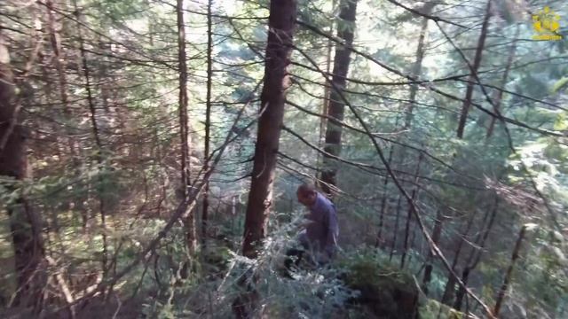 Ніде грибів нема, А В КАРПАТАХ ДВА ГУЦУЛИ НАЗБИРАЛИ ПО ВІДРУ В КІНЦІ СЕРПНЯ смотреть онлайн