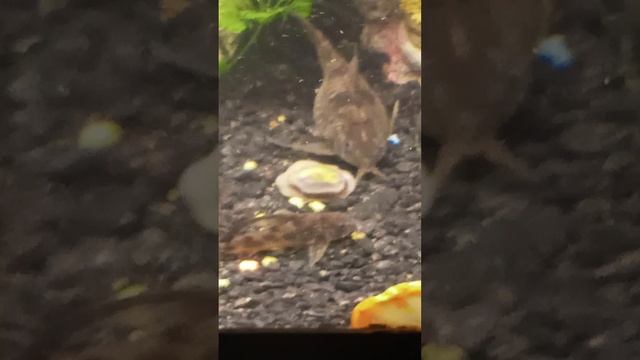 My Amazing Longfin Pepper Corydoras. смотреть онлайн