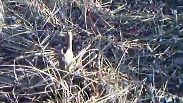 Северский Донец. Бобры смотреть онлайн