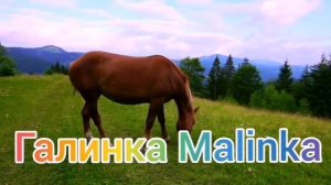 Самвел Адамян /Новая любовь /Пупса на скамейку запасных/Обзор /Савелий Ад /Сытники /