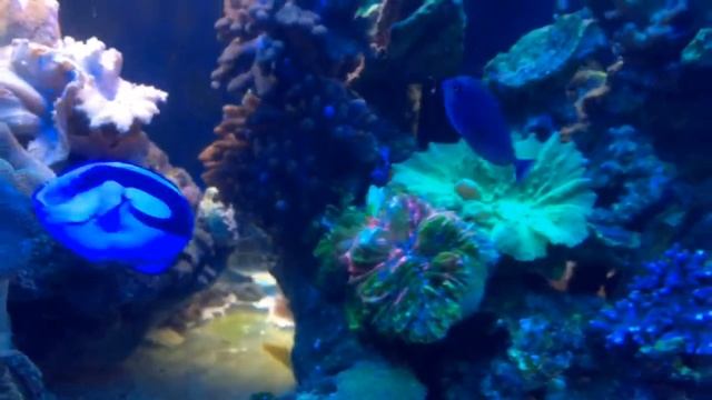 Soft Coral Reef tank & Best Sohal Tang fish . смотреть онлайн