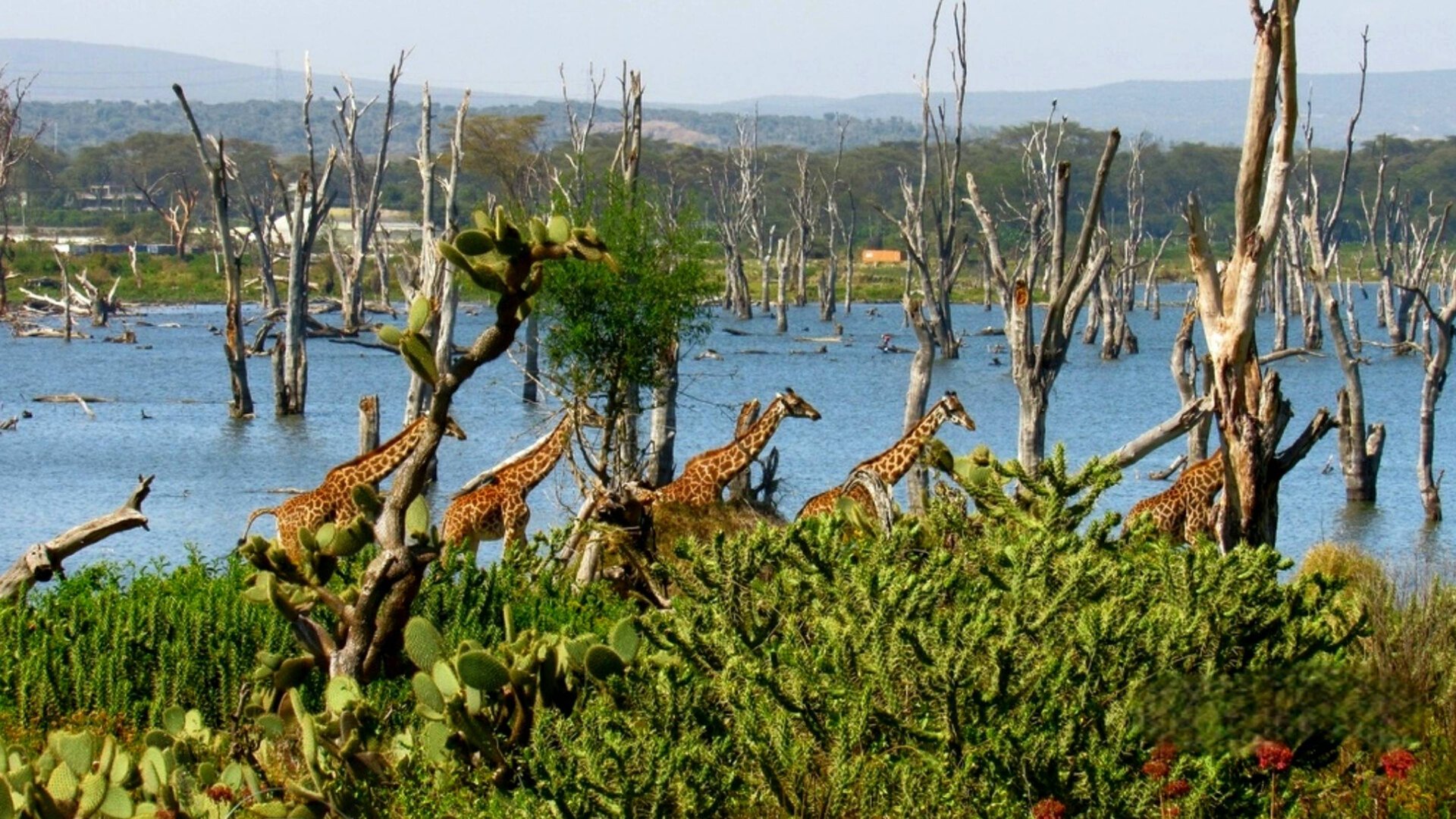 Дикая Кения. Нацпарк Найваша - один день из жизни животных смотреть онлайн