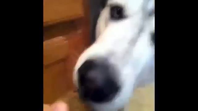 Приколы! Лучшие подборки смешных собак и щенков за Февраль 2014 Funny Pets Compilation смотреть онлайн