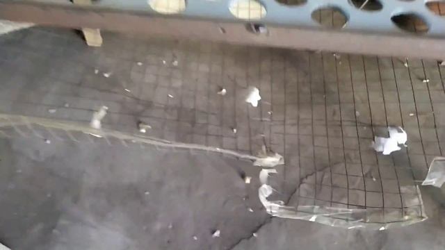 Калибровка чеснока 2.5 ТОННЫ В ДЕНЬ! Заключительный этап сезона 2020-2021. Итоги.