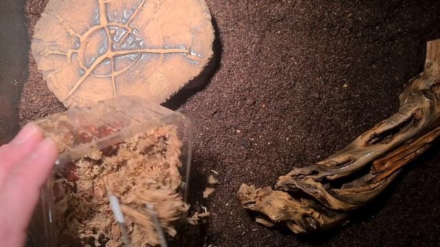 scolopendra subspinipes cherry red смотреть онлайн