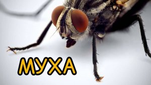 К чему снятся МУХИ . Толкование сна. Сонник.