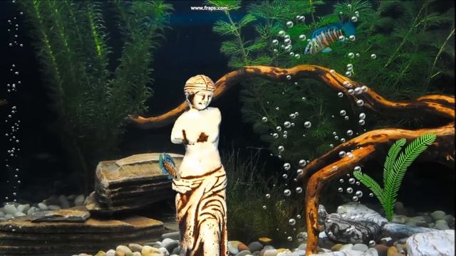 Aquariums Aquantika 3D Badis Badis смотреть онлайн