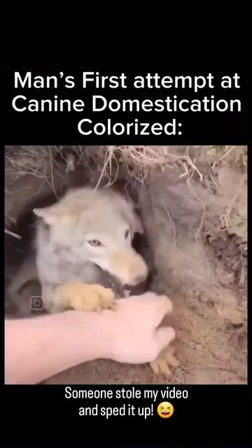 Someone stole my video of #weavethecoyote and sped it up! #coyote #animals #nature #new #friends смотреть онлайн