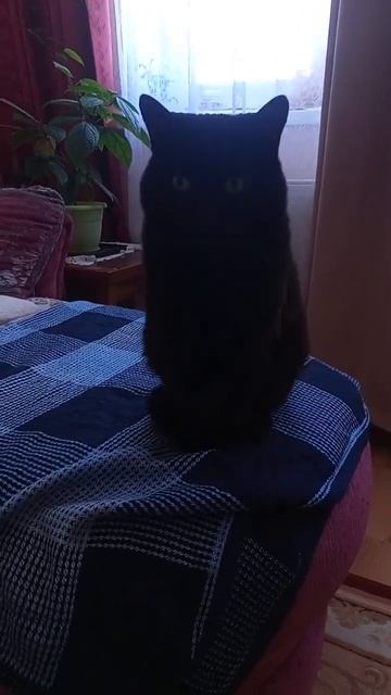 Котик восстанавливается и приходит в себя после лечения раны, и передаёт всем ПРИВЕТ 😽❤️ #кот #cat смотреть онлайн