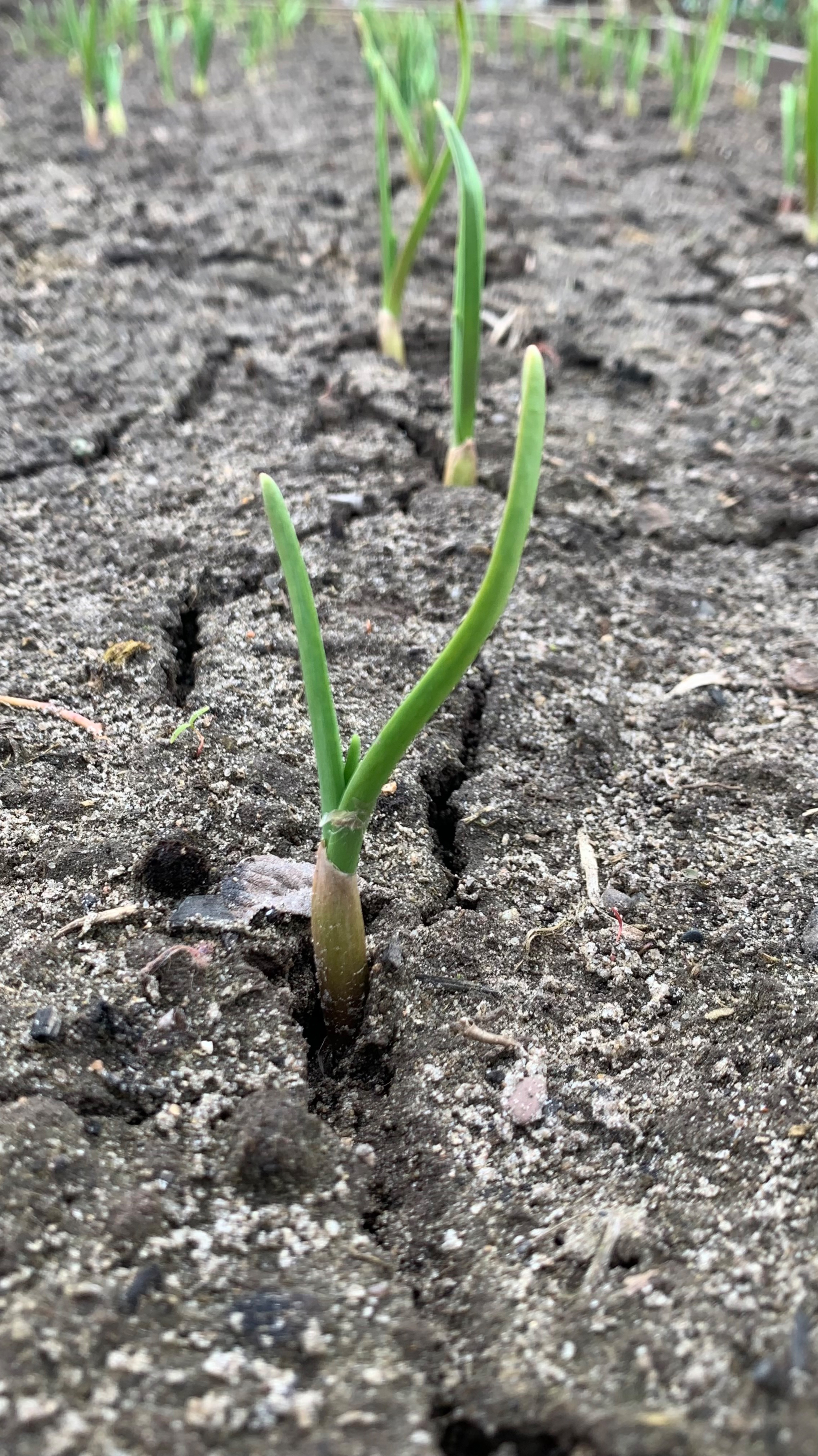 Срочно требовалось рыхление смотреть онлайн