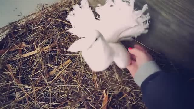 Спасла голубя! Собаки, кошки, и большая зооприключенческая жизнь 🐦🐱 смотреть онлайн