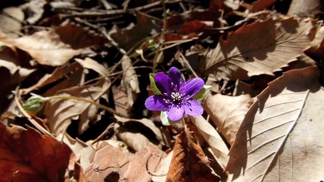 ミスミソウ/Hepatica nobilis 06_220314_ガイコツ山 смотреть онлайн