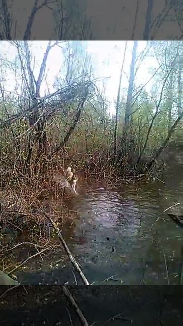 Промысловые Лайки Западной Сибири. Окунеево смотреть онлайн