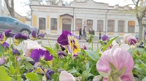 весенние заставки PD [Весна 2025] (4)