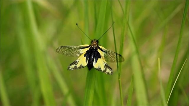 Exercices de l'ascalaphe soufré (Libelloides coccajus) смотреть онлайн