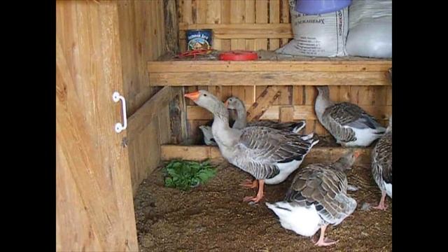 Усадьба Великого Устюга Усадьба Арлазорова. Усадьба Арлазорова Первый гусенок. смотреть онлайн