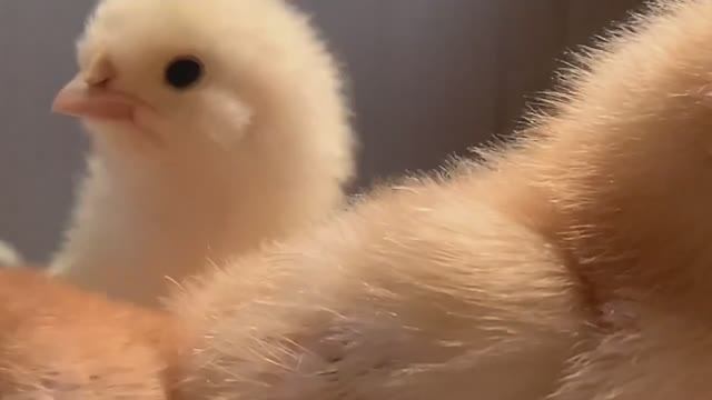 Цыпляткам три-четыре дня😊🐣🐥🐣1 апреля 2025 года смотреть онлайн