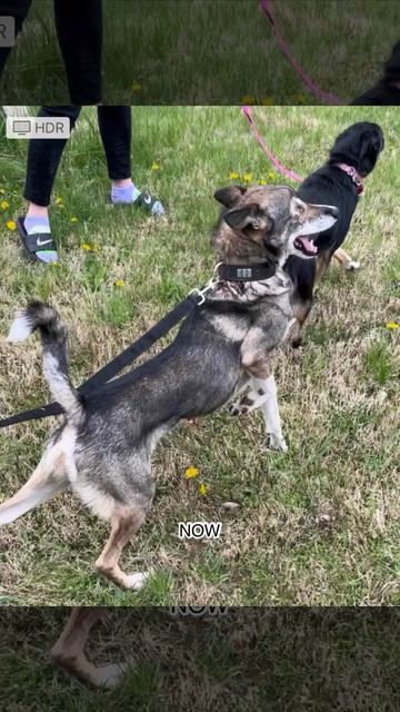 Rescued Champions: Ray & Malvina's Detroit Tale 🌟 смотреть онлайн