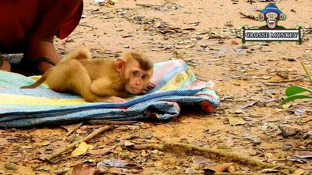 Million Disappoint! Monkey Savana strong refuse join grafting wth group/Savana scare Lin abandon he смотреть онлайн