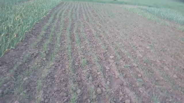 Желтеет чеснок смотреть онлайн