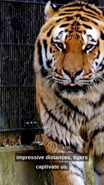 interesting fact about tiger. #animals #facts смотреть онлайн