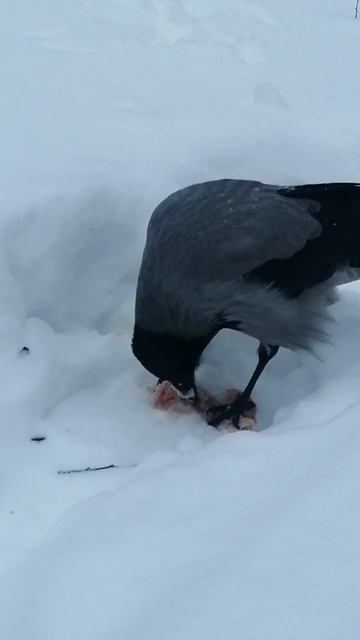 Отвлекли от завтрака #вороны / Watchful Boss #crow #crowfashion смотреть онлайн