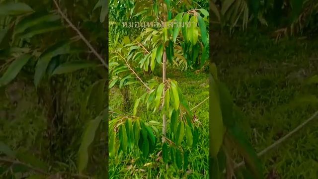 #foryou #ทุเรียนไทย #หมอนทอง #viral смотреть онлайн